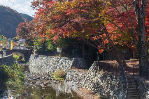 高尾山口駅近くのさくら広場の紅葉 紅葉,紅葉狩り,秋の写真素材