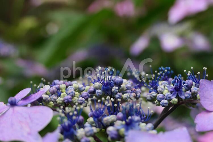 ヤマアジサイの中央のマクロ写真 アジサイ,花,紫の写真素材