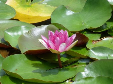 公園の池に咲くスイレンの花 スイレン,花,植物の写真素材