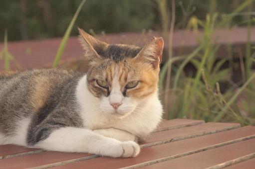 ねこ ねこ,野良,動物の写真素材