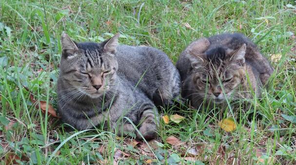 寄り添って寛ぐもふもふな猫様たち 猫,キジトラ,寄り添うの写真素材