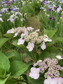 Photo, hydrangea, june, early summer, 