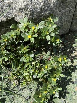 Yellow flowers of the weed purslane, JPG Yellow flowers of the weed purslane, JPG