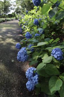 アジサイ小道の写真