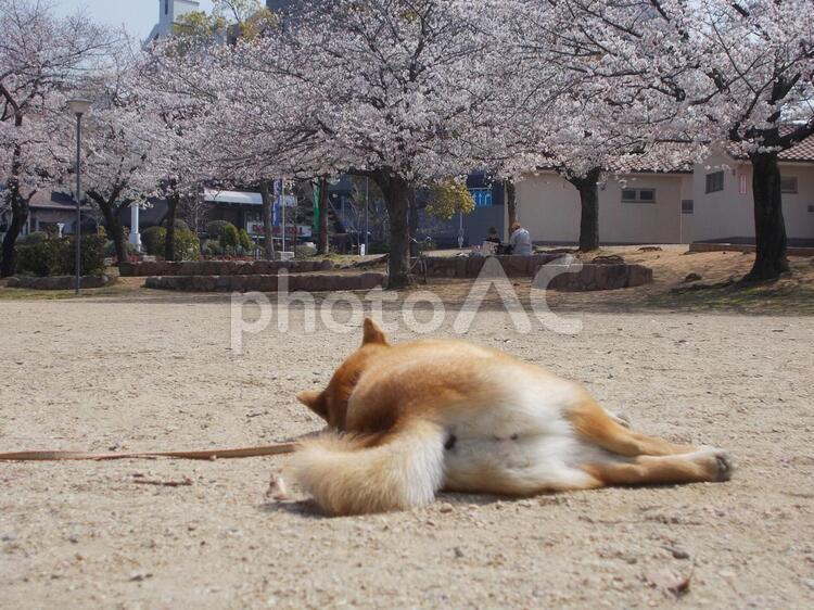 柴犬散歩ひとやすみ 柴犬,犬,桜の写真素材