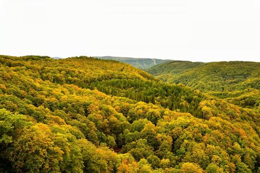 色づき始めの紅葉 色づき始めの紅葉 紅葉,色づき,色づき始めの写真素材