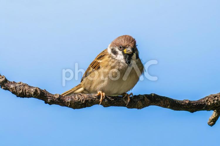 枝にとまるスズメ スズメ,雀,鳥の写真素材
