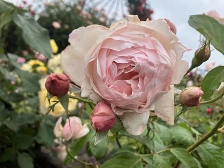 Pink Roses, JPG Pink Roses, JPG