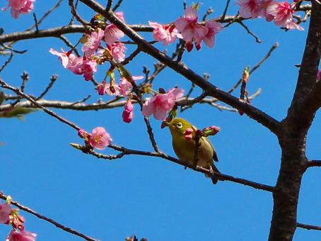 日本の鳥 日本の鳥の写真