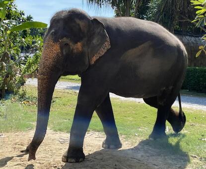 ゾウ２ 象,動物,可愛いの写真素材