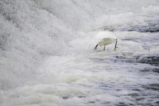 コサギの狩り⑹の写真