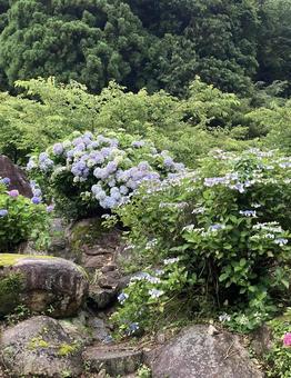 Colorful pastel hydrangeas, JPG
