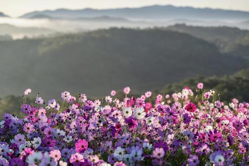 Cosmos field and mountain scenery surrounded by a sea of clouds, JPG Cosmos field and mountain scenery surrounded by a sea of clouds, JPG