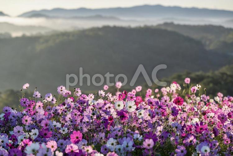 雲海に包まれたコスモス畑と山の風景 コスモス,花,秋の写真素材