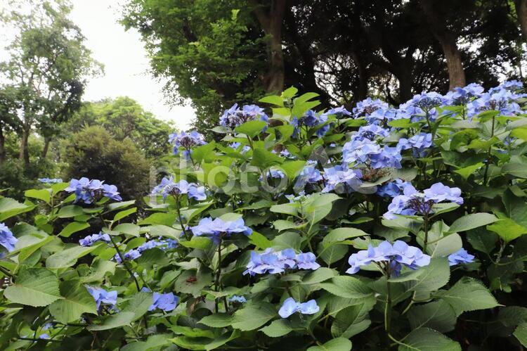 茨城県潮来市　二本松寺　あじさいの杜 あじさい,あじさいの杜,紫陽花の写真素材