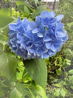 紫陽花 紫陽花の写真