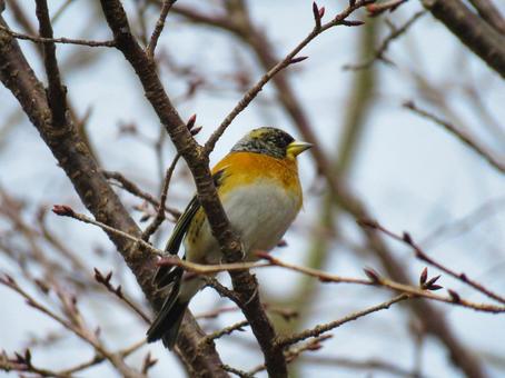 木の枝に留まるアトリのオス アトリ,花鶏,野鳥の写真素材
