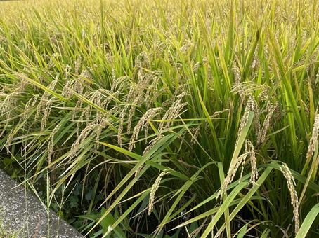 稲穂 実り 稲穂 実り 稲穂,稲,米の写真素材