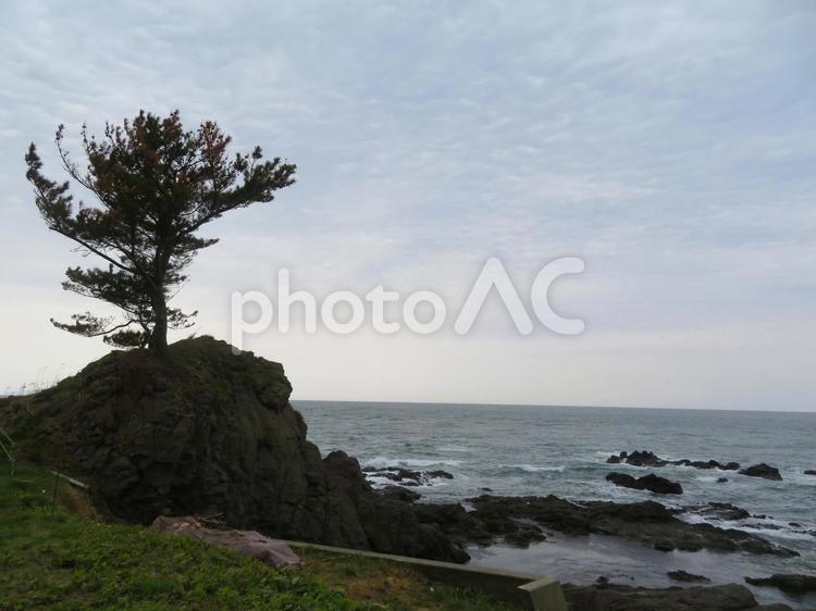 春の日本海　松と岩 海,日本海,松の写真素材