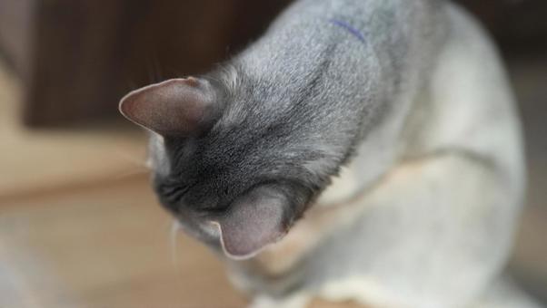 毛づくろいをするアビシニアン 毛づくろいをするアビシニアンの写真