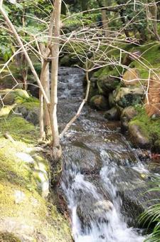 日本庭園 日本庭園の写真