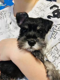 ミニチュアシュナウザーの写真