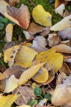 落ち葉 紅葉 落ち葉 紅葉の写真