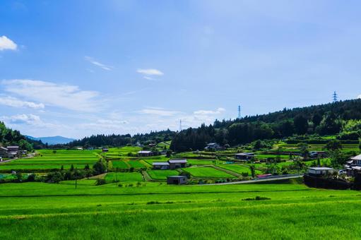 Photo, the countryside, natural, green, 