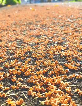 一瞬で過ぎ去るキンモクセイ 一瞬で過ぎ去るキンモクセイ キンモクセイ,金木犀,花が散るの写真素材