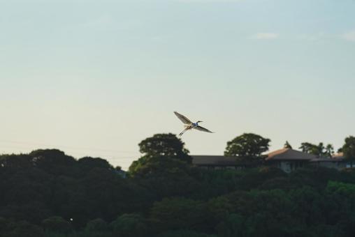 空中を優雅に舞うチュウサギ 空中を優雅に舞うチュウサギ チュウサギ,鷺,野鳥の写真素材