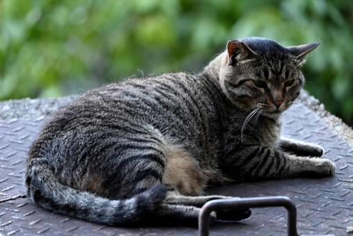 京都 哲学の道の猫ちゃん達 ③ 京都 哲学の道の猫ちゃん達 ③ さくら耳,去勢,キジネコの写真素材