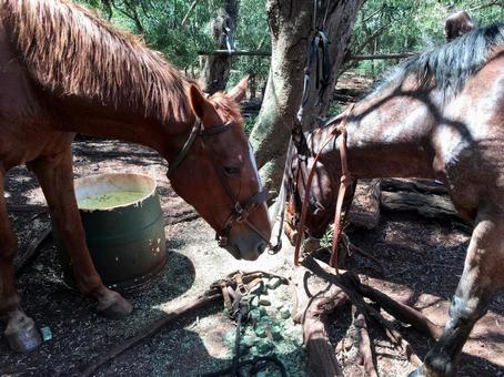 馬 馬,動物,癒しの写真素材