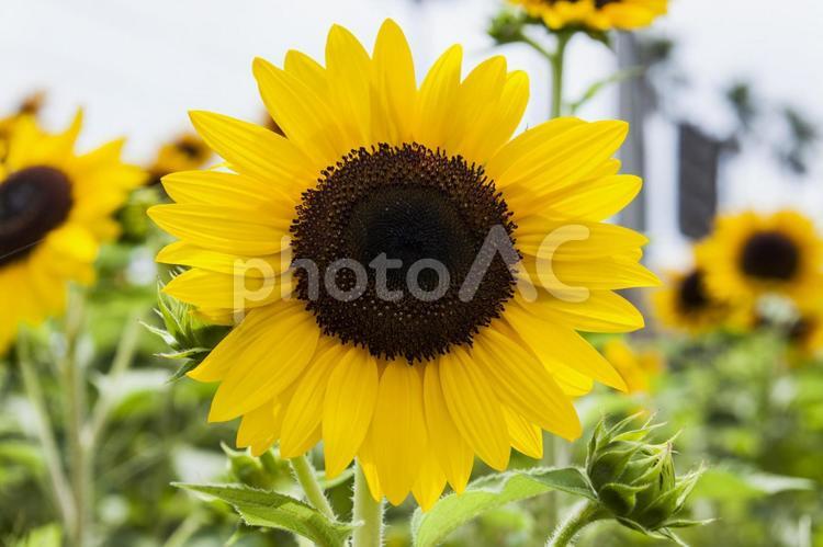 ひまわり畑11（田原市） ひまわり,花,ひまわり畑の写真素材