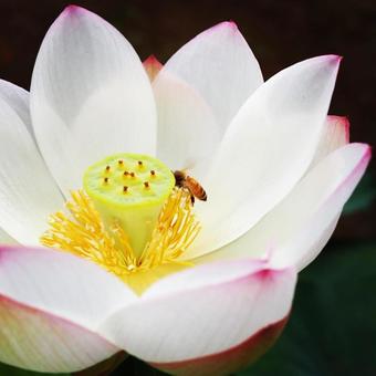 白とピンクの蓮の花に止まるミツバチ 白とピンクの蓮の花に止まるミツバチの写真