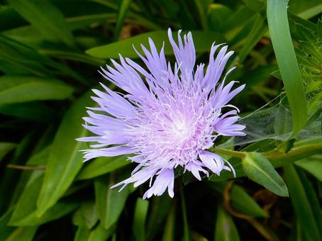 【花の写真】ストケシア 【花の写真】ストケシア ストケシア,瑠璃菊,ルリギクの写真素材