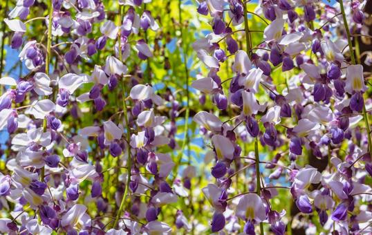 骨波田の藤棚の藤の花41 骨波田の藤棚の藤の花41の写真