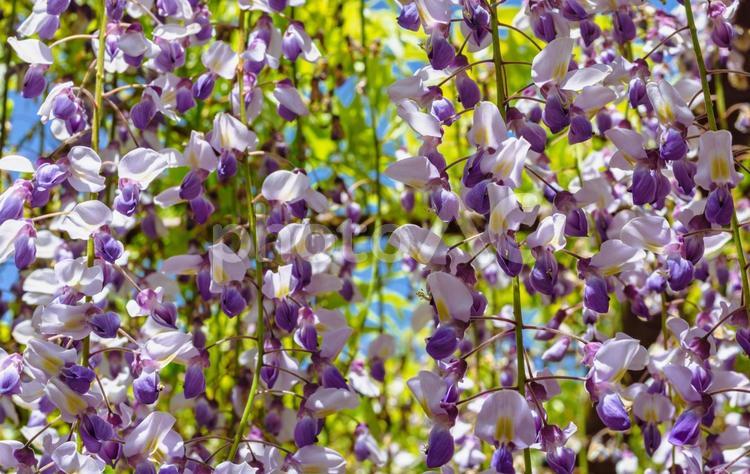骨波田の藤棚の藤の花41 骨波田の藤,長泉寺,藤棚の写真素材