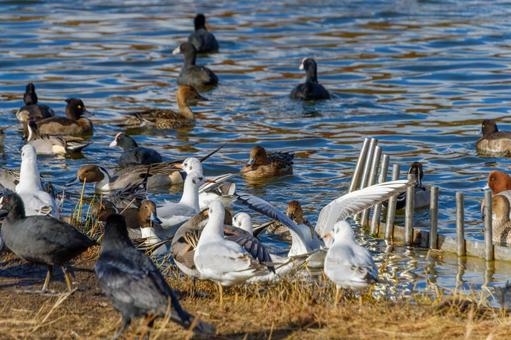 Busy waterfowl on a winter pond, JPG Busy waterfowl on a winter pond, JPG
