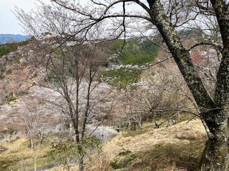 吉野の七曲坂 景色,風景,奈良の写真素材