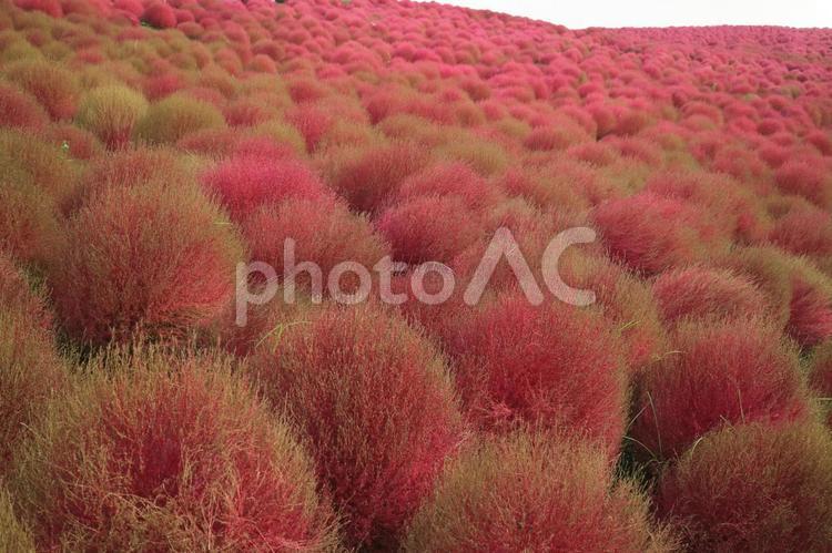 秋の丘を彩るコキア コキア,紅葉,秋の写真素材