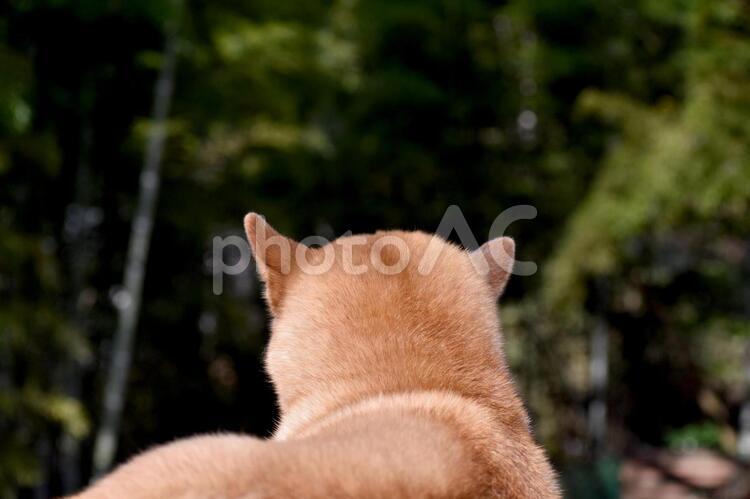 柴犬・後頭部 柴犬,柴,犬の写真素材