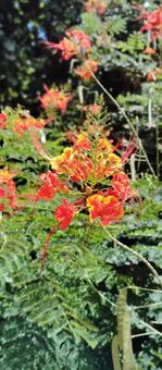 ハワイの鮮やかな花 ハワイの鮮やかな花 ハワイ,ホノルル,花の写真素材