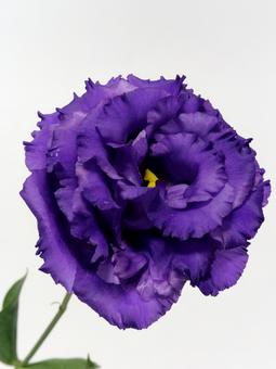 紫色のトルコキキョウの花 紫色のトルコキキョウの花 花,トルコキキョウ,リシアンサスの写真素材
