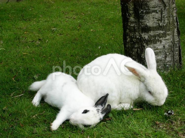 ウサギの昼寝 うさぎ,昼寝,動物の写真素材