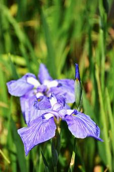 花菖蒲 花菖蒲の写真