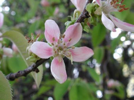 カリン・花梨 カリン,マクロ,花木の写真素材