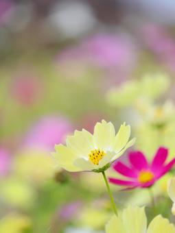 Cosmos, JPG