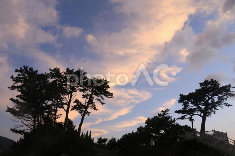黄金崎公園からの夕景 黄金崎公園,夕景,木の写真素材