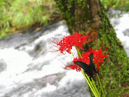 彼岸花 彼岸花の写真