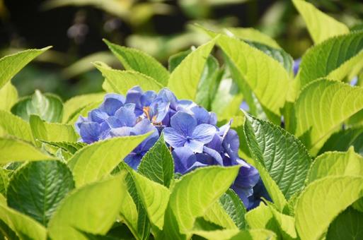 夏のお花 紫陽花 夏のお花 紫陽花の写真
